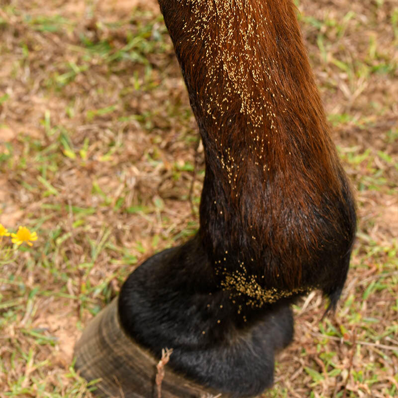 Fly & Parasite Control