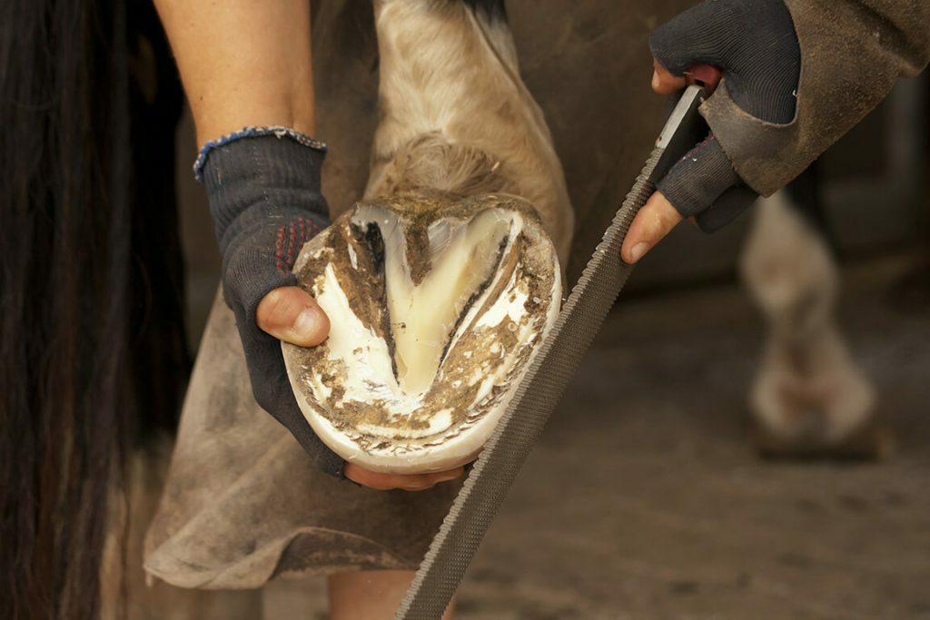 Rasping Horse Hoof