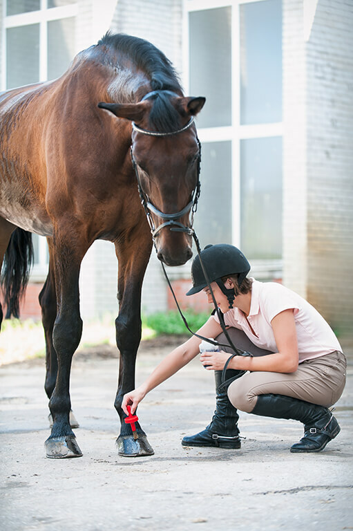 Applying Hoof Oil with Brush