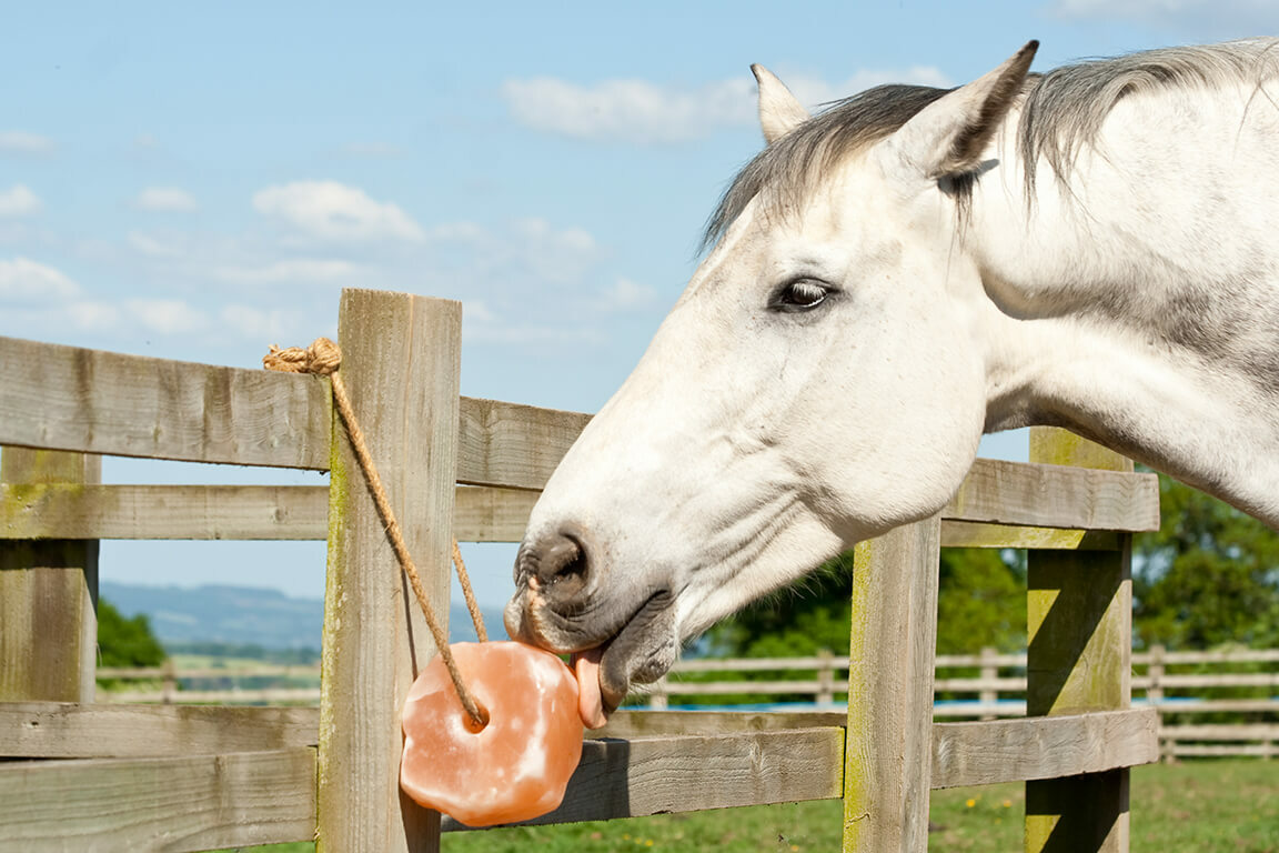 Horse Licking Salt Lick