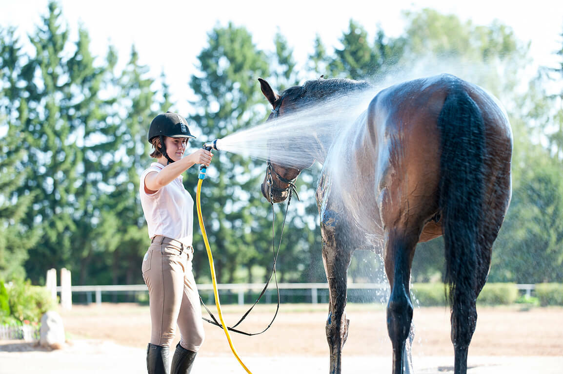 Horse Being Hosed Off