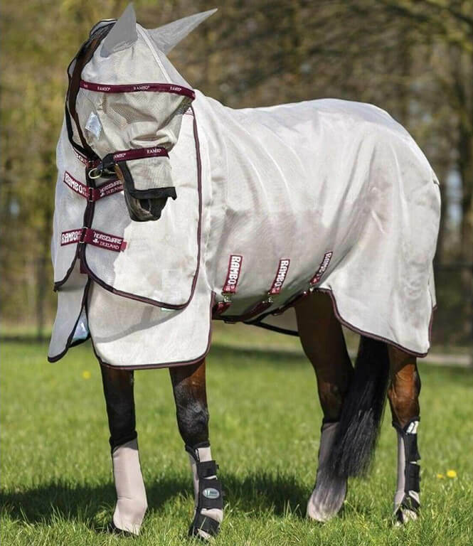 Horse in Fly Rug