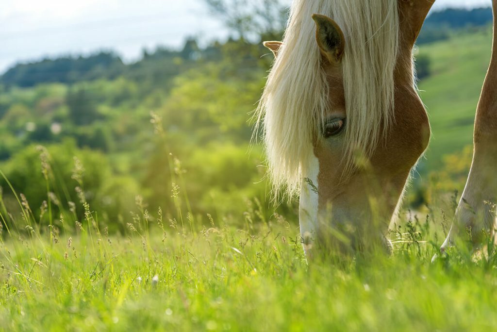 Horse in Field Grazing