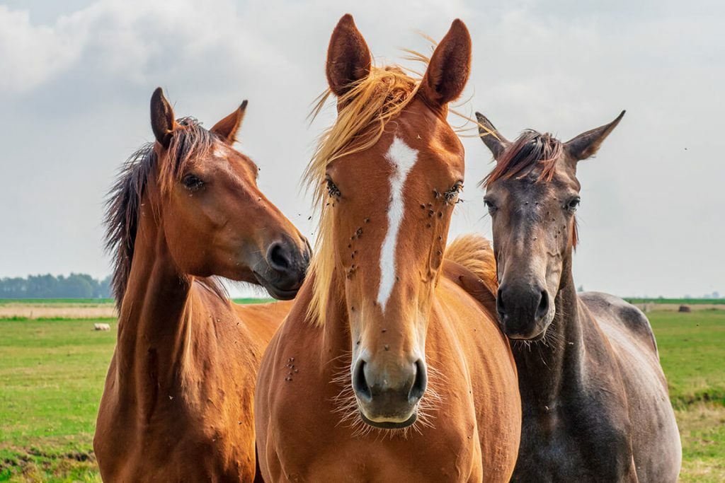 Horse's with Flies