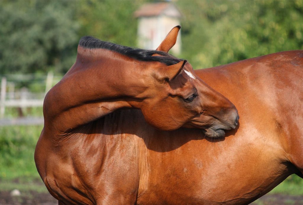 Horse Showing Signs of Colic
