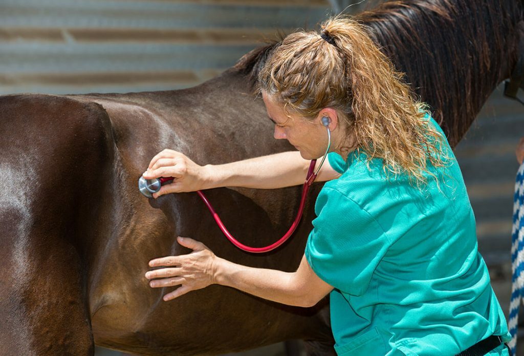 Vet Looking at Horse