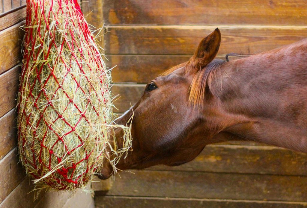 Horse Eating Haynet