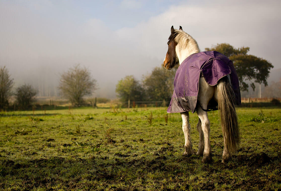 Horse Turnout Rug