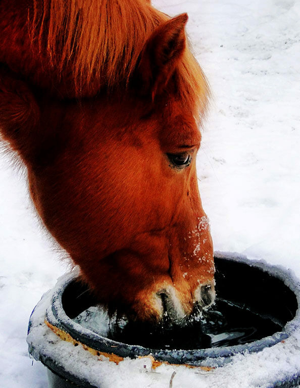 Horse Drinking in Winter