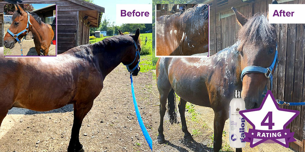 Using Carr Day Martin Stain Removing Shampoo