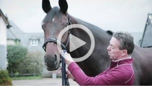 Video of LeMieux Pro-Safe Headcollar