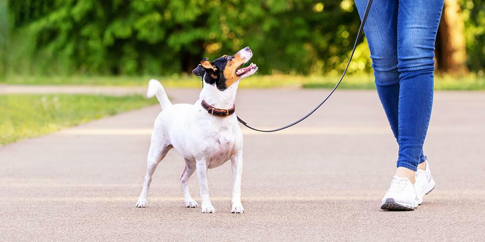 Dog walking in the park with its owner