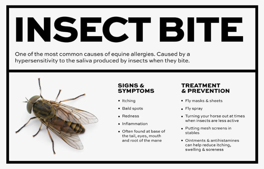 Insect Bite Signs, Symptoms, Treatment and Prevention