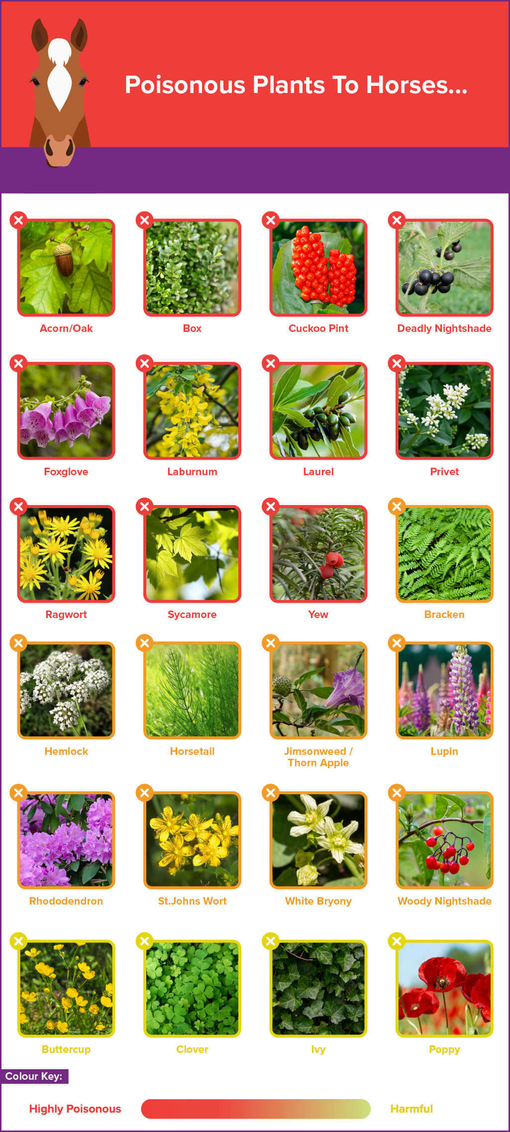 Identifying poisonous plants to horses