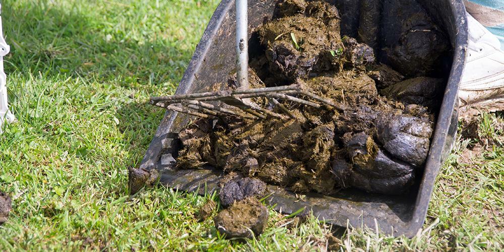 Field maintenance - equine dung being collected from field with a scoop and rake