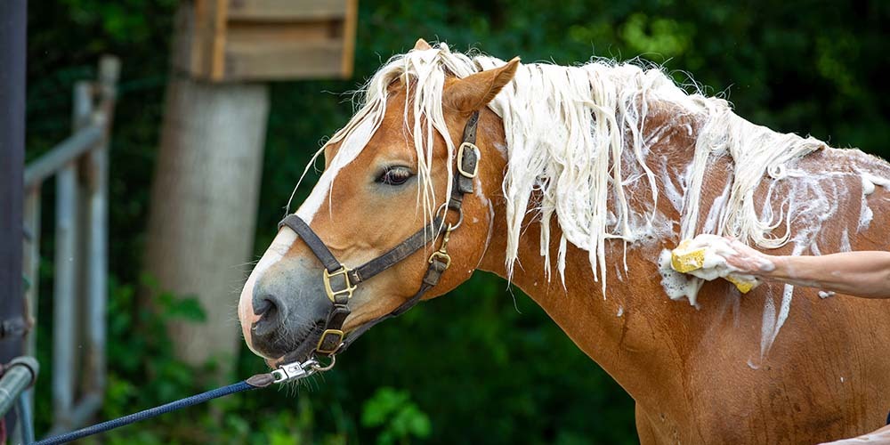 Horse Haflinger gets his mane washed, head neck view from the side.