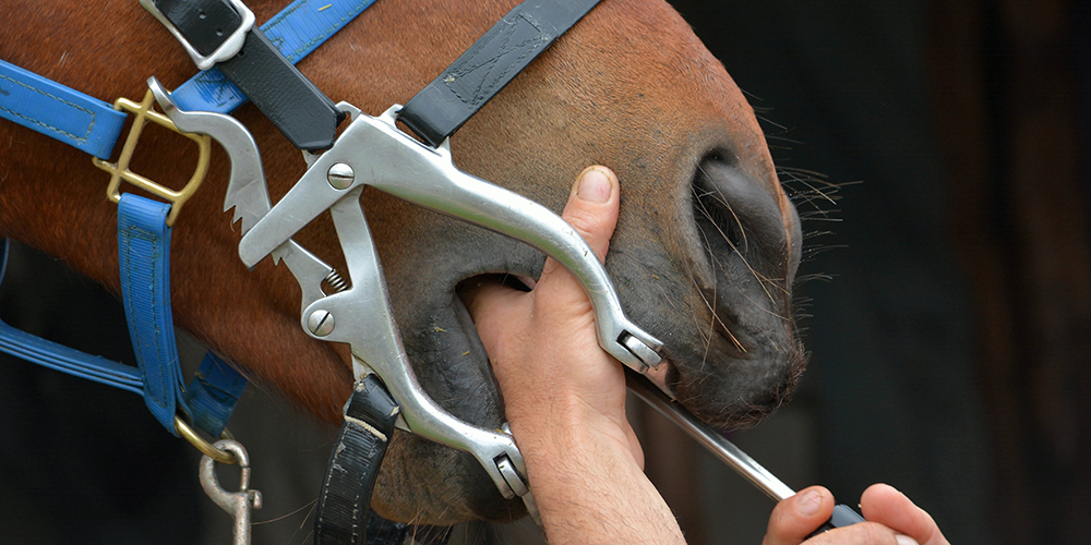 Horse dentist at work