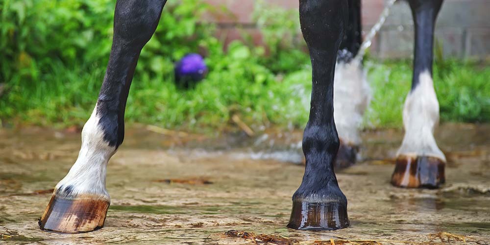 Wet dark brown horse legs being washed with a water after the training outdoors