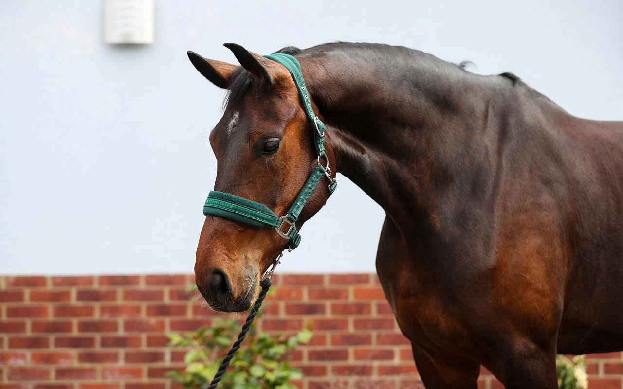 https://cdn11.bigcommerce.com/s-fdy9piqmxg/images/stencil/original/image-manager/uk-horse-category-tiles-apr264.jpg?t=1776068597