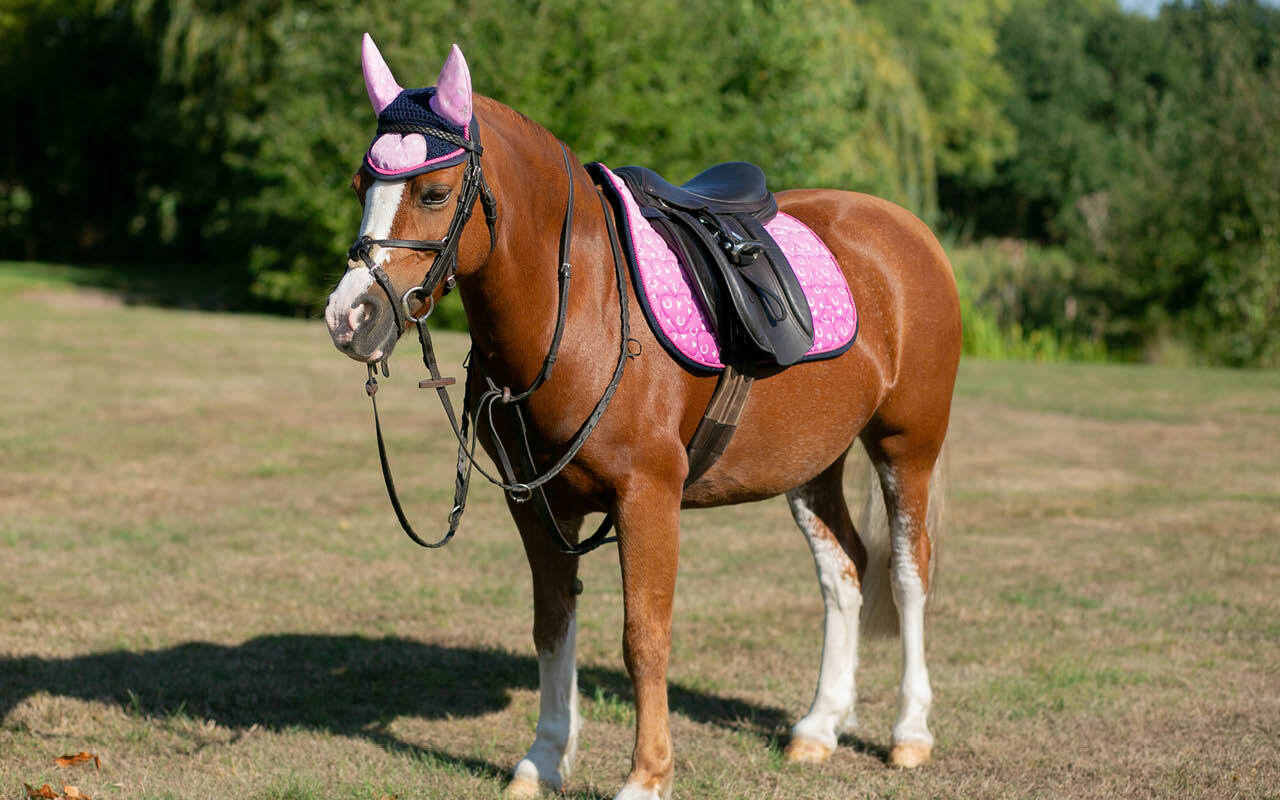 https://cdn11.bigcommerce.com/s-fdy9piqmxg/images/stencil/original/image-manager/uk-horse-category-tiles-apr269.jpg?t=1776070923