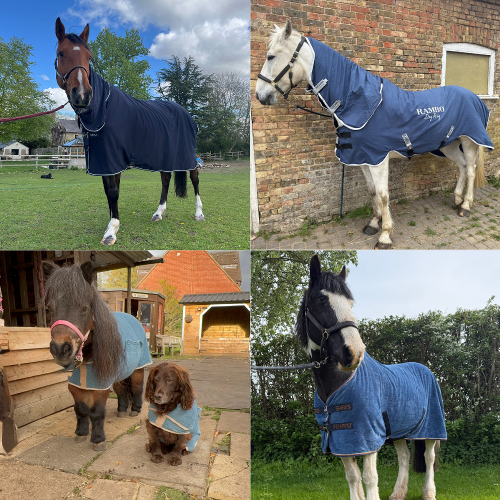 Best Horse Drying Rugs Reviewed: Honest Tests from Real Riders & Horse Owners