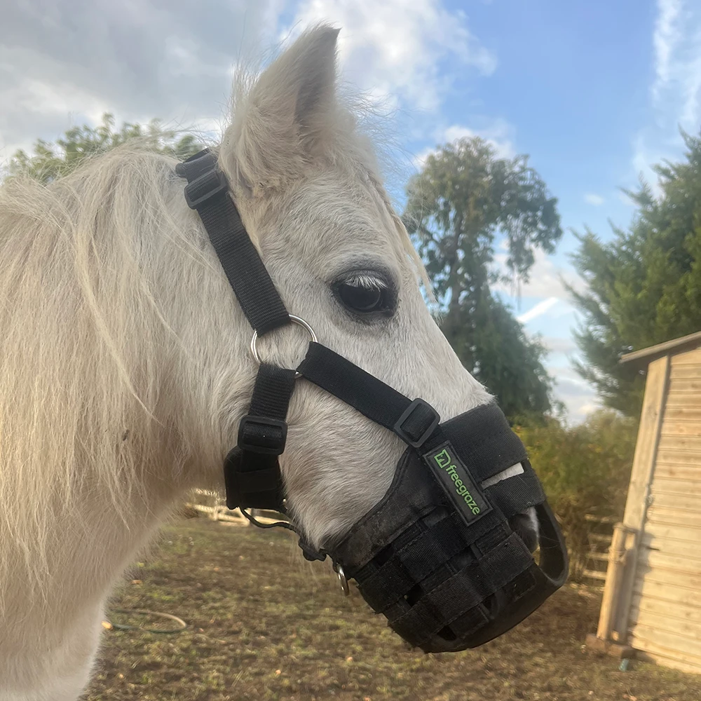 Grazing Muzzle for Ponies: FreeGraze AirFlow Reviewed