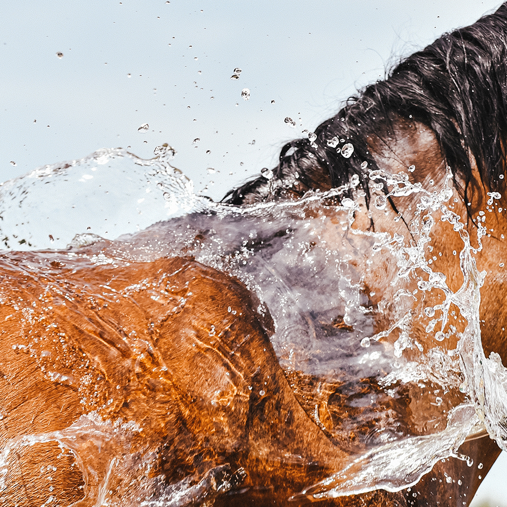 Horse Heatwave Advice: How to Keep Horses Cool in Hot Weather