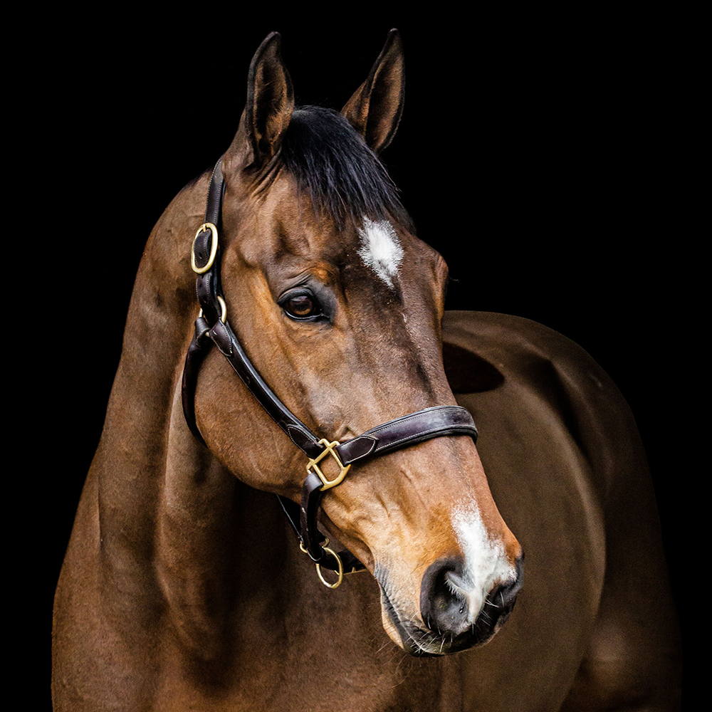 Behind the Lens: Equine Photography with Laura Ness Photography