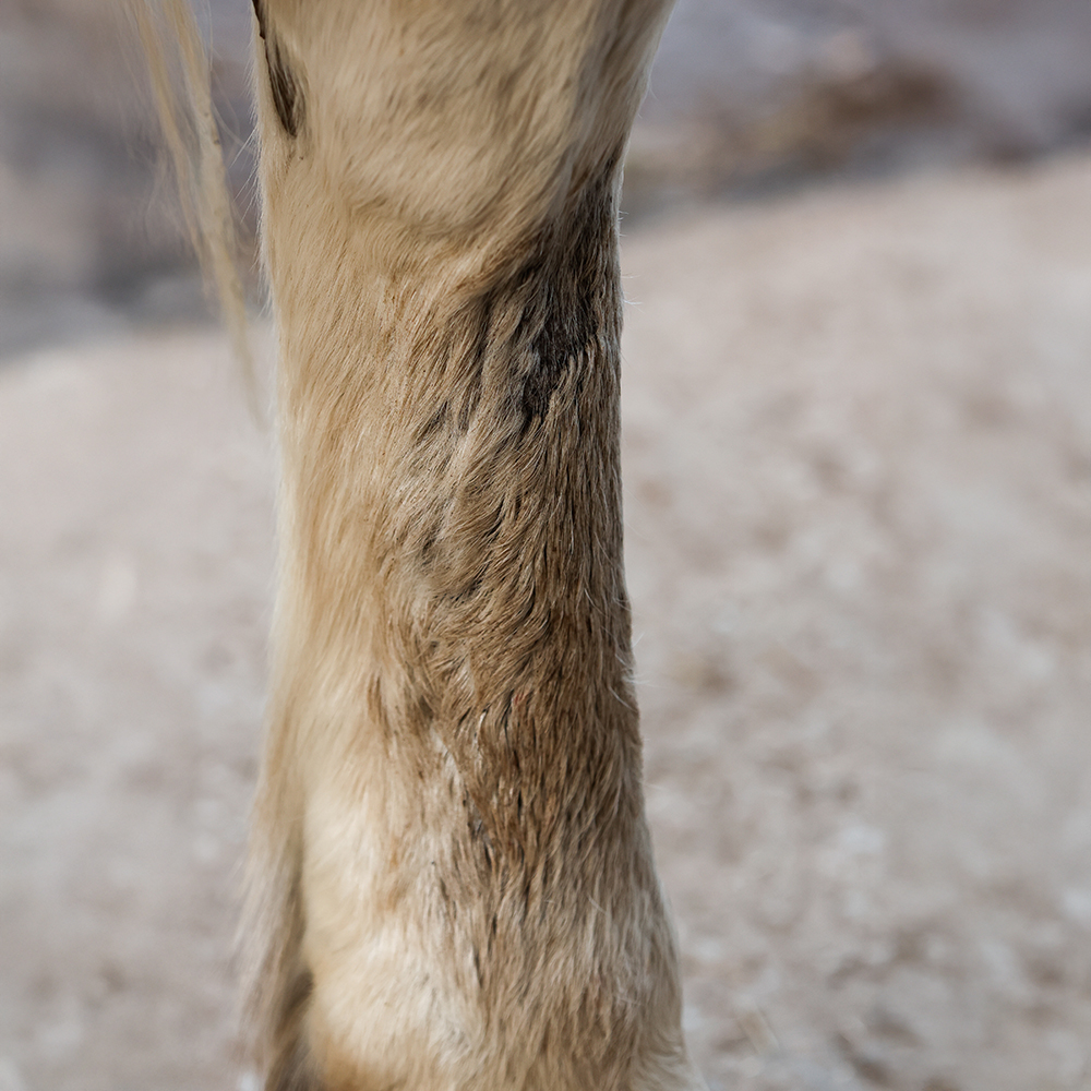 Mud fever in Horses: Causes, Prevention & Treatment