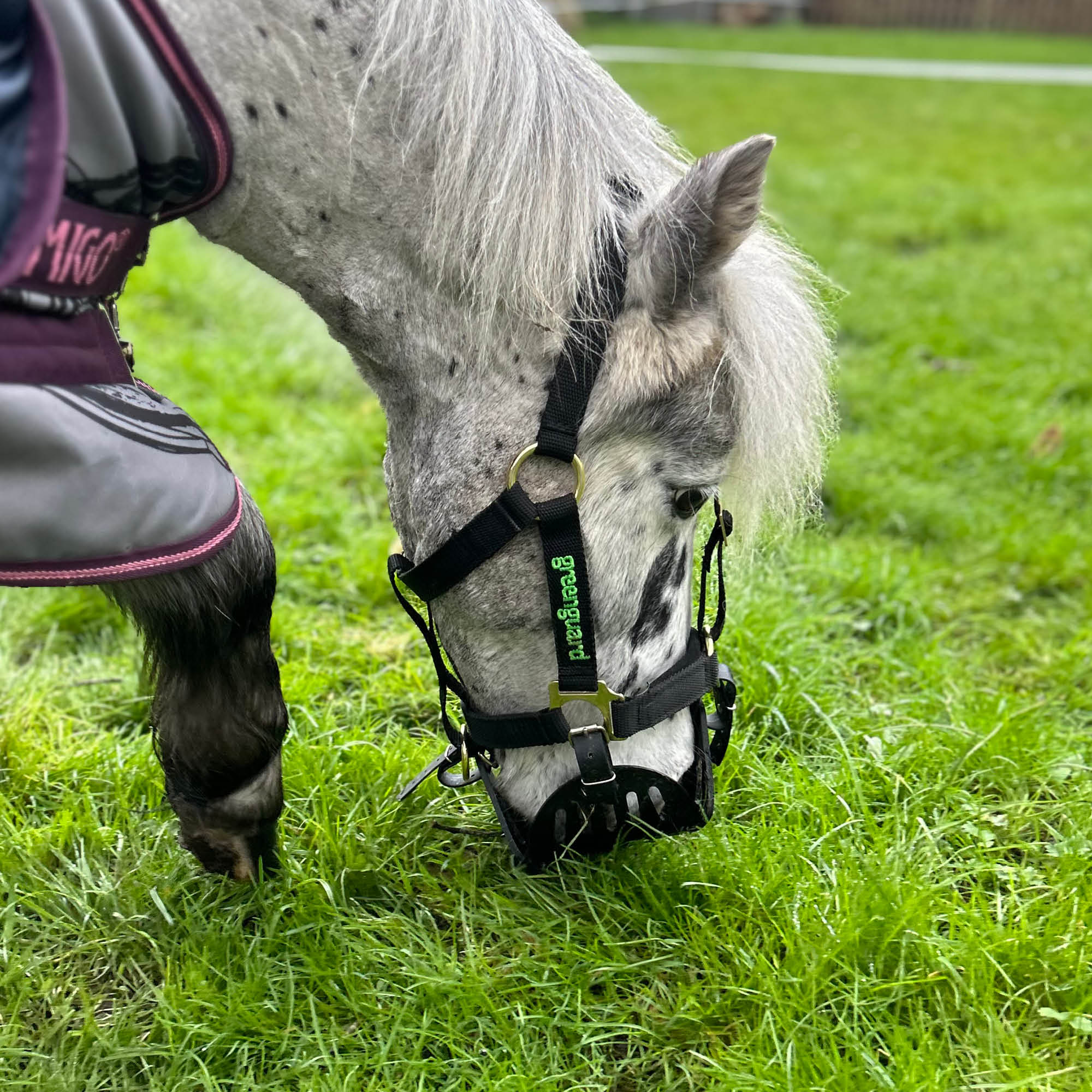 Review Of Greenguard Grazing Muzzle and Headcollar