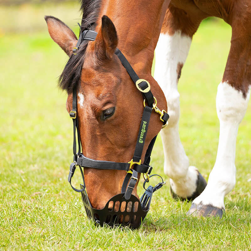 Grazing Muzzles & Nose Nets