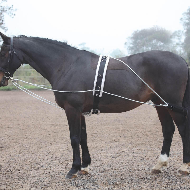 Lunging & Training Aids