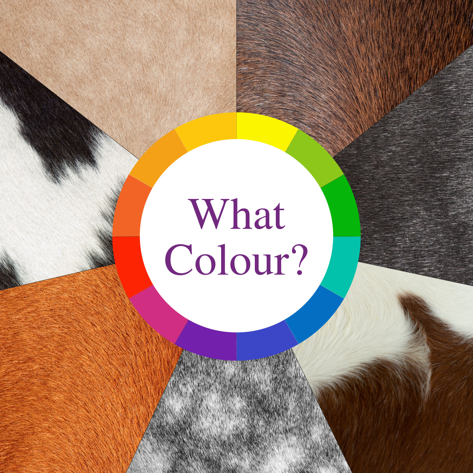 Equestrian Colour Guide - Country and Stable of Olney