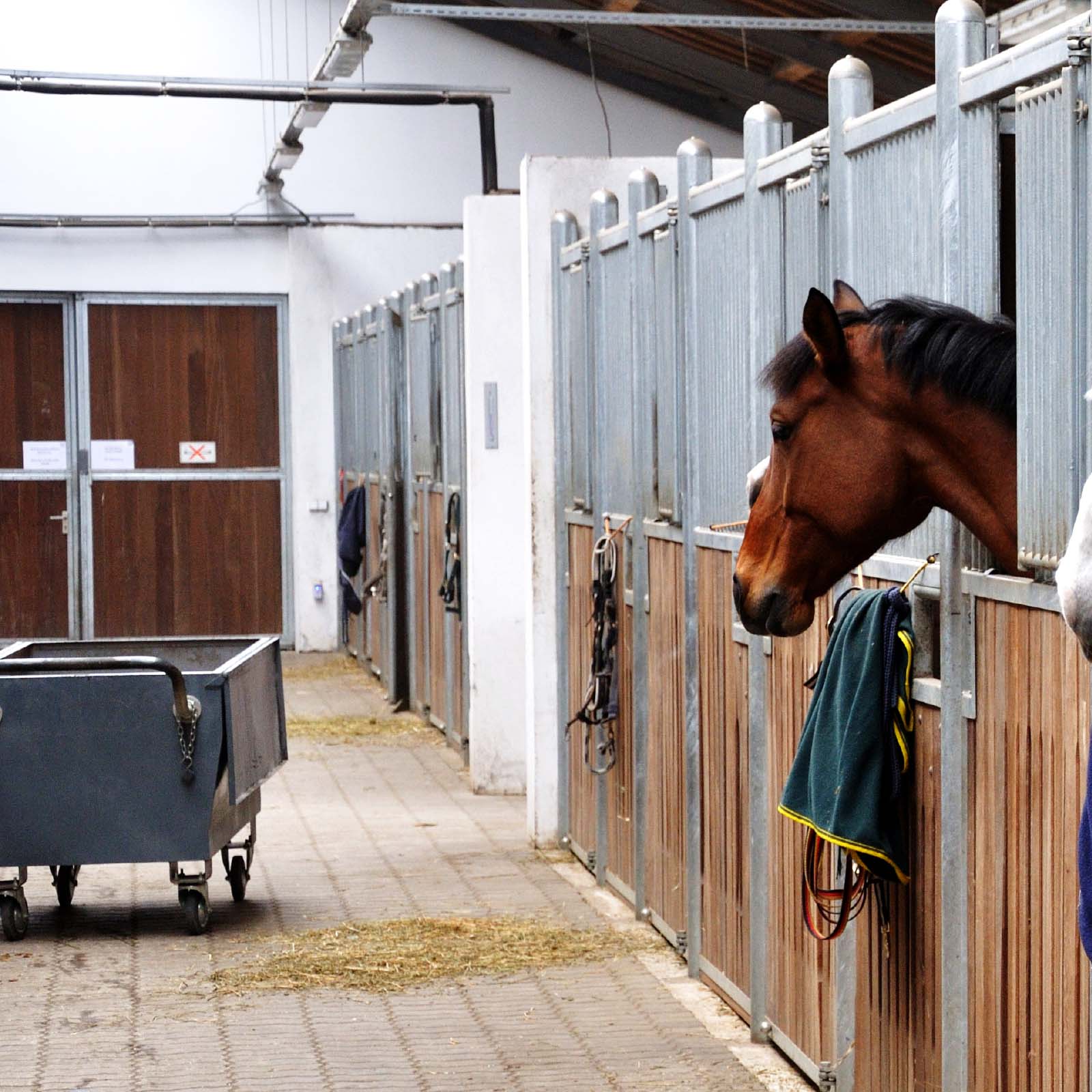10 Tips for Good Stable Maintenance - Country and Stable of Olney