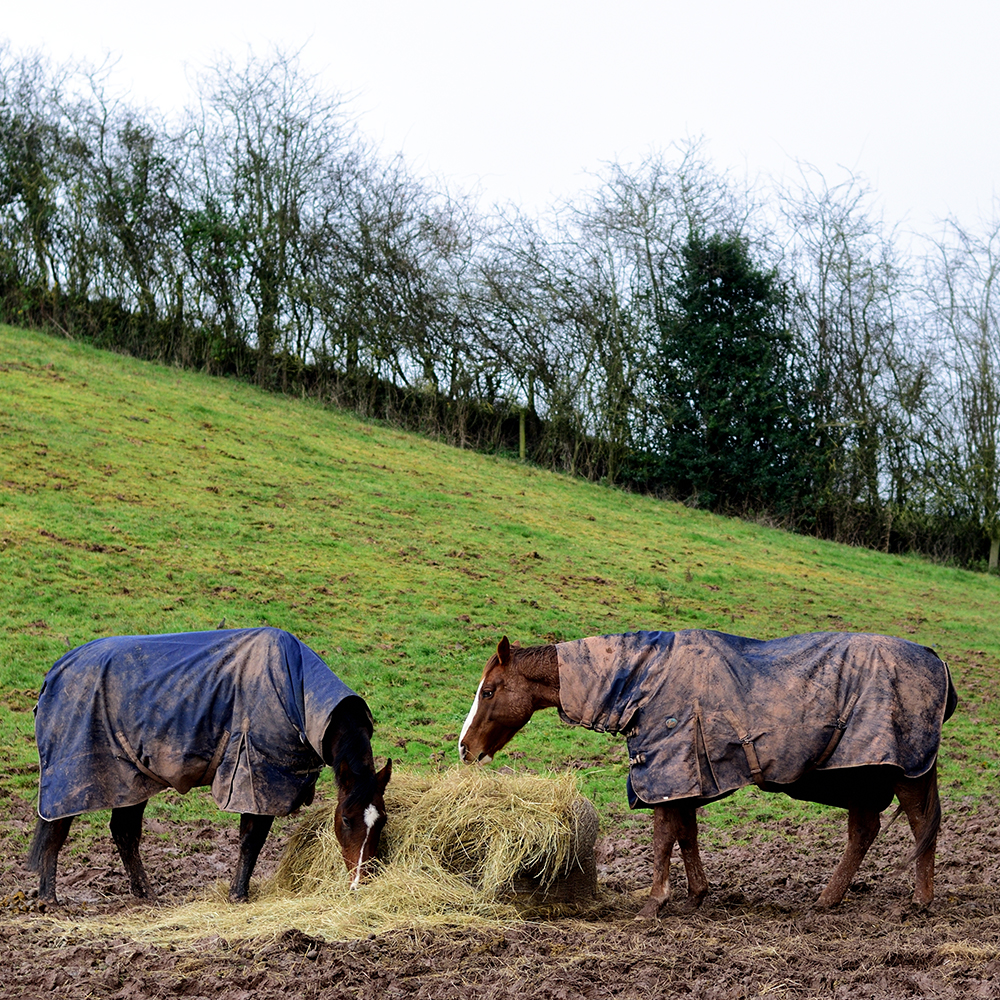 Horse Coat Clipping - Winter Horse Coat Care, Premier Equine