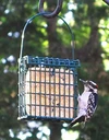 Peanut Blend Suet Cake Bird Food, 11oz - Each Thumbnail Image