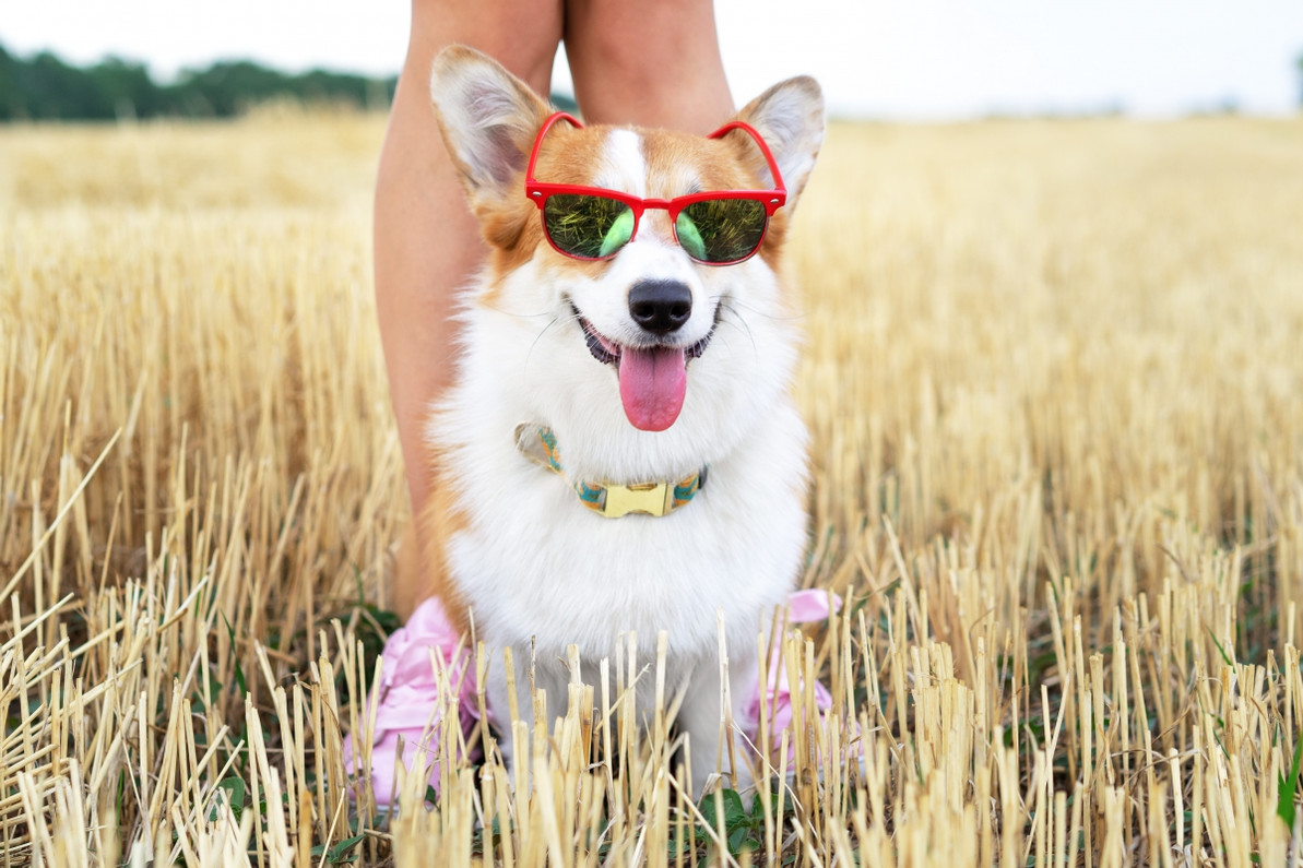 5 Tips for Keeping Your Pet Cool In The Summer Heat