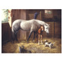 Royal & Langnickel Paint by Number Adult Activity Kit - New Friends