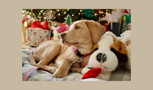 Fluffy orange cat on an orange background with paw prints, bones, and pet bowls, representing pet care and holiday gifts for pets
