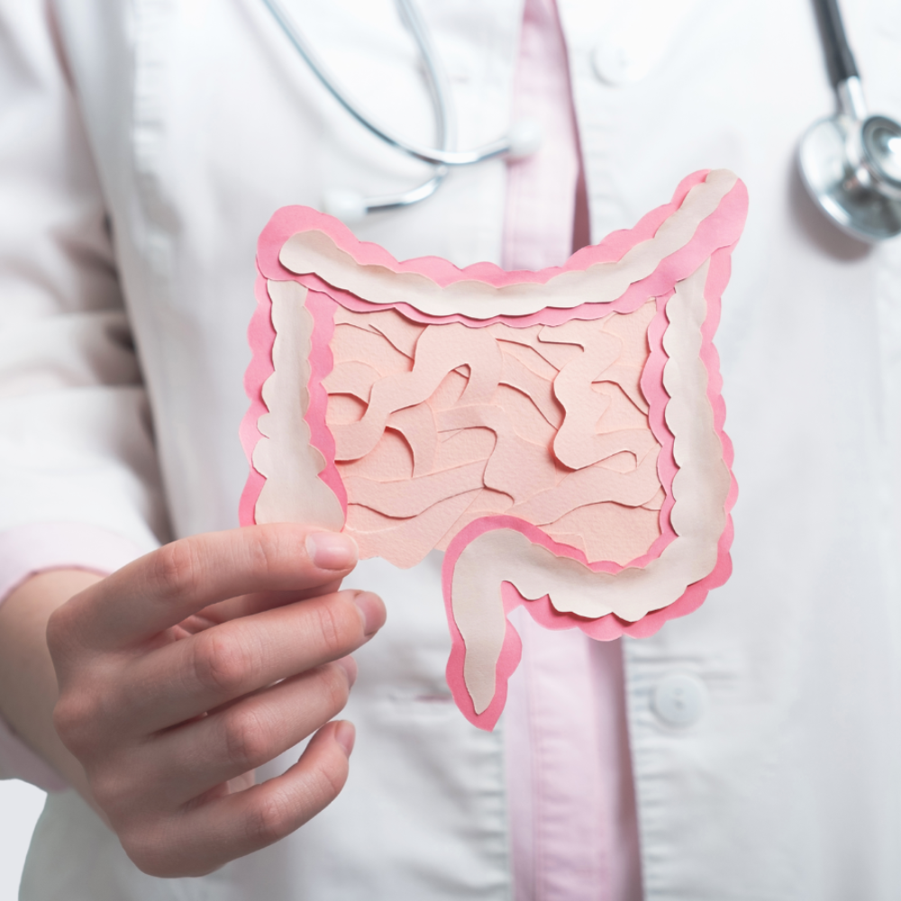Medical professional holding a paper digestive system model representing gut health and digestive support.