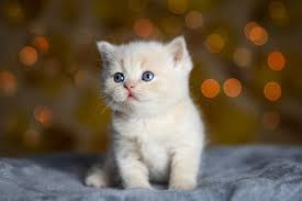 good CAT