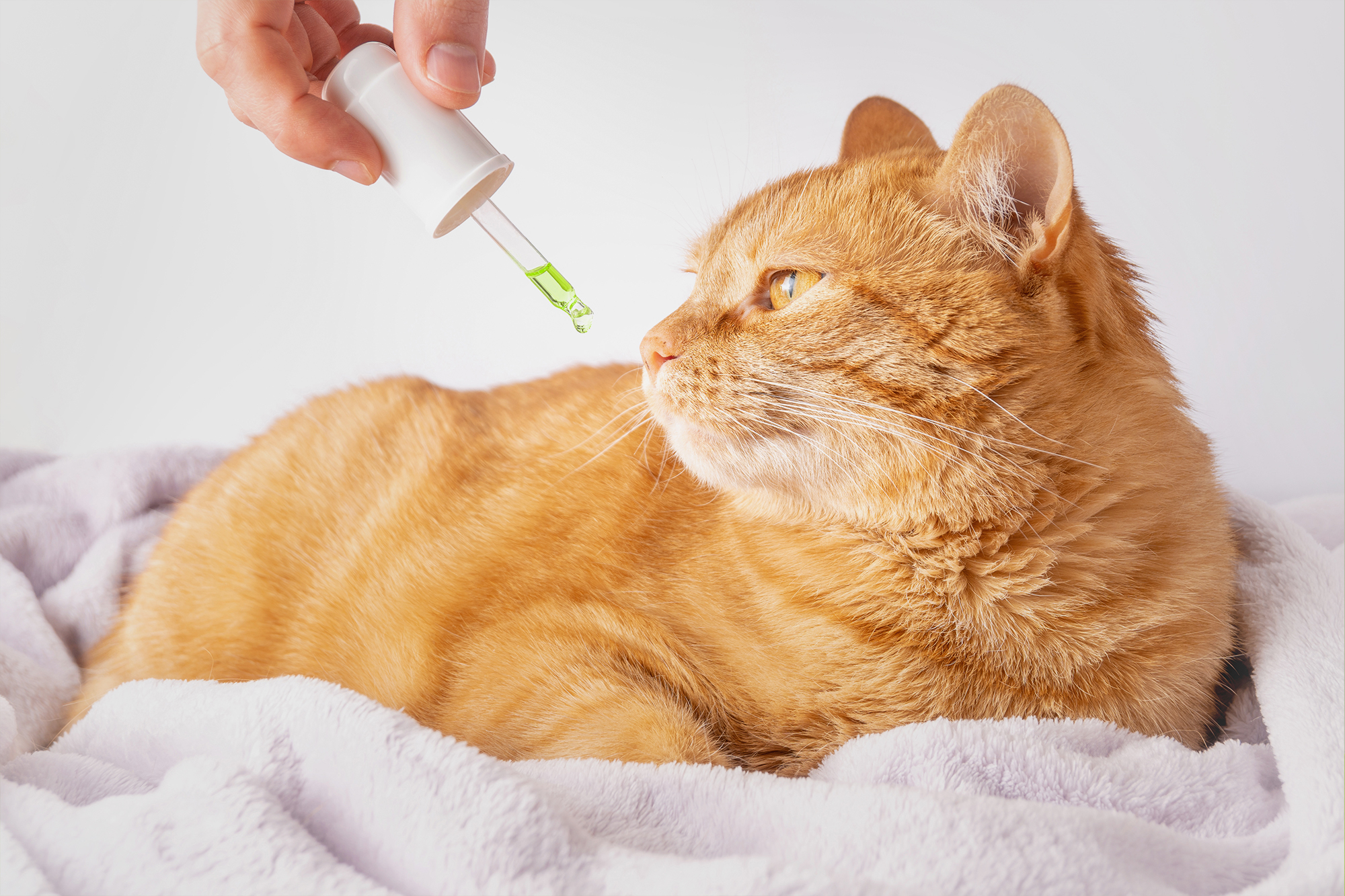 Servicio veterinaria en Farmacia Ana Oliver, en Madrid