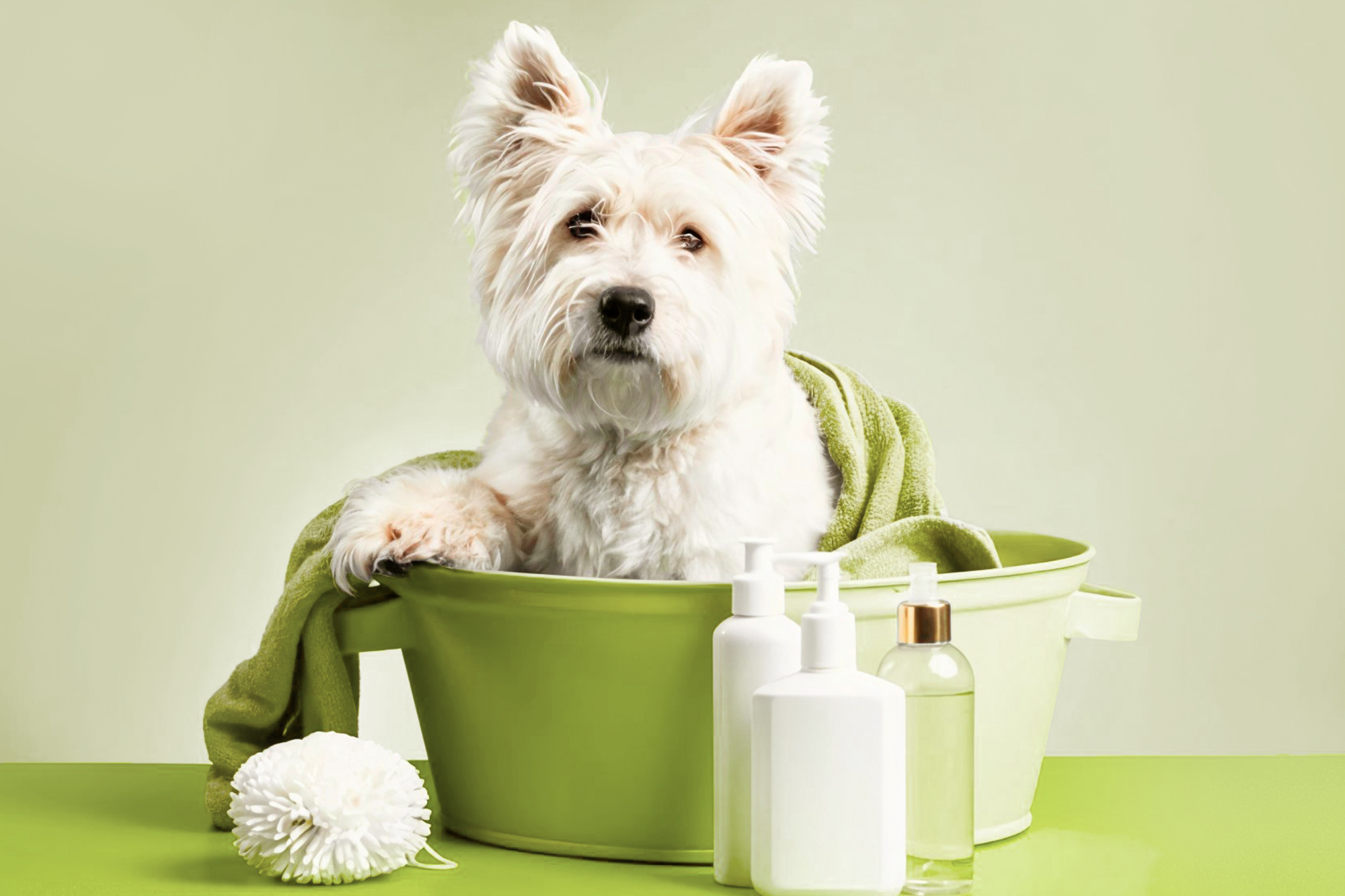 Productos veterinarios en Farmacia Ana Oliver, en Madrid