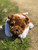 10" Bulldog Stuffed Animal - Plush Bulldog Stuffed Animal
