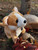 Butterscotch The Corgi Dog With Collar- Puppy Plush Soft Toy