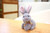 Cotton Ball Spring Long Ear Bunny, Brown, Gray, White, 5.5"