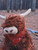 Highland Cow with Moo Soun 10"
