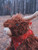 Highland Cow with Moo Soun 10"
