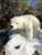 9" and 14" Standing Polar Bear Plush | Realistic Bear Plush 