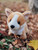 Butterscotch The Corgi Dog With Collar- Puppy Plush Soft Toy